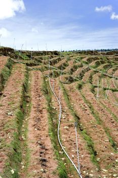 Landscape of a highland vegetable farm terrace at Cameron Highlands, Malaysia. This terrace is now barren after harvesting of vegetables.