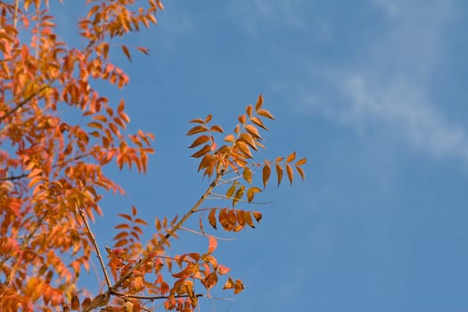 Bright red and orange leaves on tree against blue sky