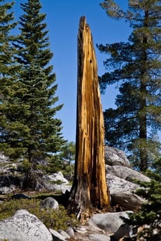 Tall decaying tree on side of mountainous hill
