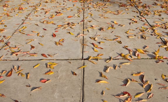 Leaves in autumn sitting on the sidewalk