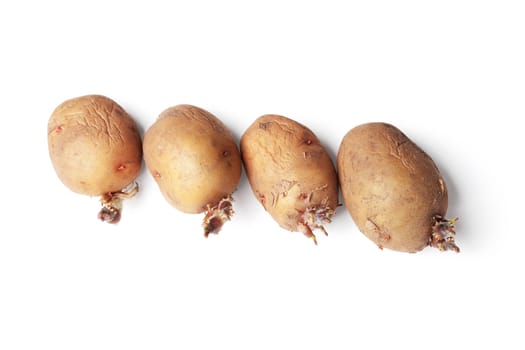 Potato tubers ready for planting in a ground, isolated on a white background