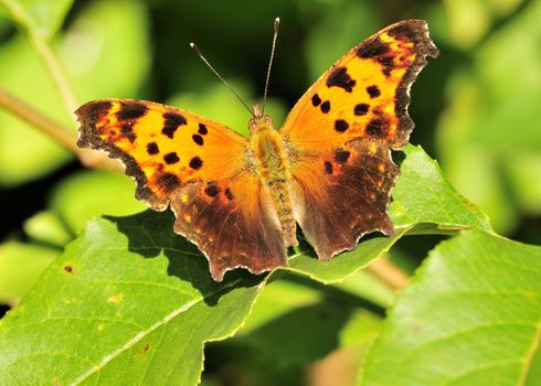 Gray Comma Butterfly perched on plant leaf.