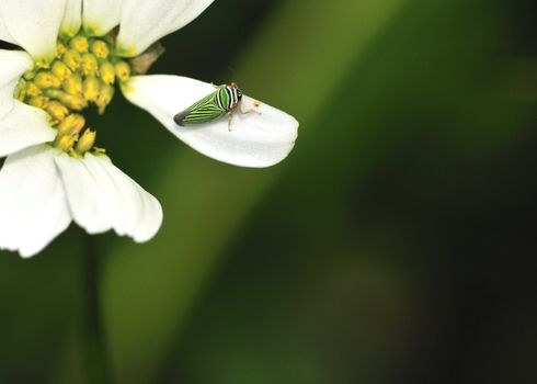 Leafhopper perched on a white flowe petal.