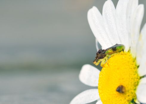 An Ambush Bug perched on a flower waiting on prey.