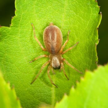 The small thick spider sits on green leaf
