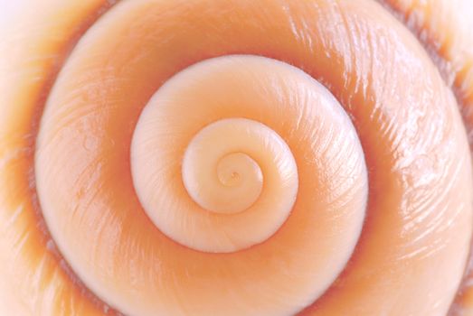 Background of a seashell surface extreme macro image