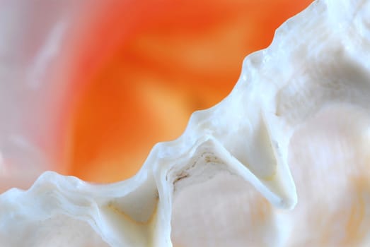 Extreme macro image of a seashell fragment