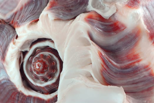 Extreme macro image of a seashell fragment