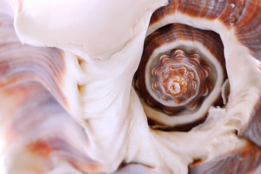 Extreme macro image of a seashell fragment