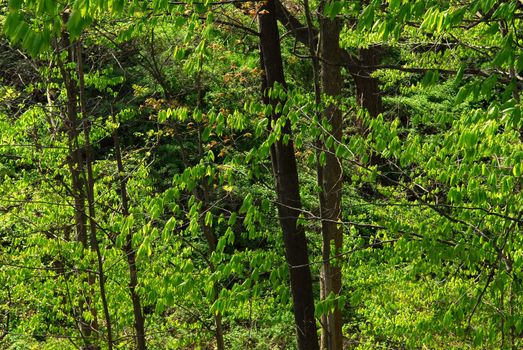 Background of green spring forest backlit by afternoon sun
