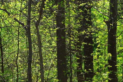 Background of green spring forest backlit by morning sun