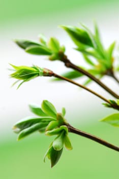 Tree branches with spring green budding leaves closeup