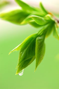 Spring green budding leaves with raindrops closeup