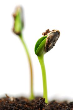 Two green sunflower plant sprouts isolated on white background