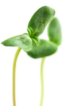 Young sprouts of sunflower plant isolated on white background
