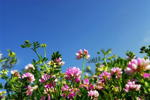 Summer meadow with blooming pink flowers crown vetch and bright blue sky