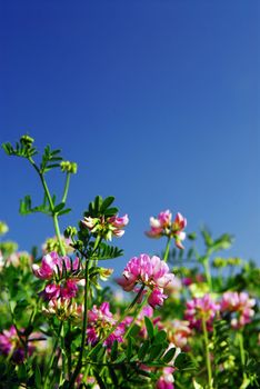 Summer meadow with blooming pink flowers crown vetch and bright blue sky
