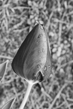 Closed Red Tulip on a Tuscan Garden, Italy