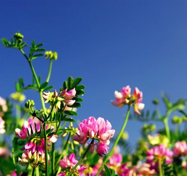 Summer meadow background with blooming pink flowers crown vetch and bright blue sky