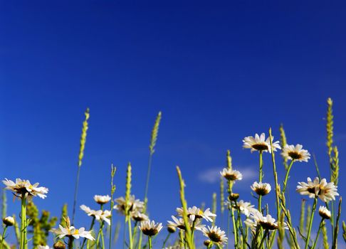 Summer meadow background with blooming daisy flowers and bright blue sky