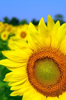 Background of sunflower field with one flower close up