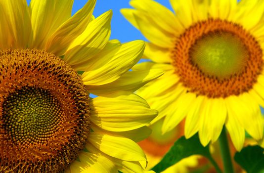 Two sunflowers close up with bright blue sky