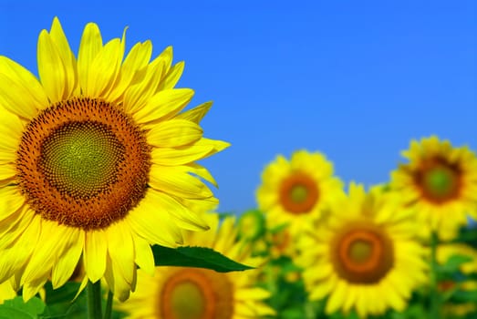 Sunflower field with one sunflower in foreground and blue sky