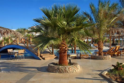 palms by swimming pool at summer resort in Egypt