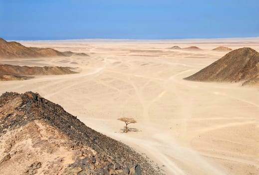 Sahara dry desert with lonely tree by Hurghada, Egypt