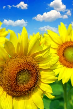 Close up on sunflowers in blooming sunflower field