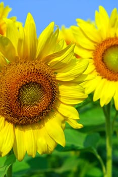 Close up on sunflowers in blooming sunflower field