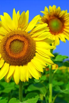 Close up on sunflowers in blooming sunflower field