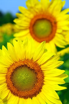 Close up on sunflowers in blooming sunflower field