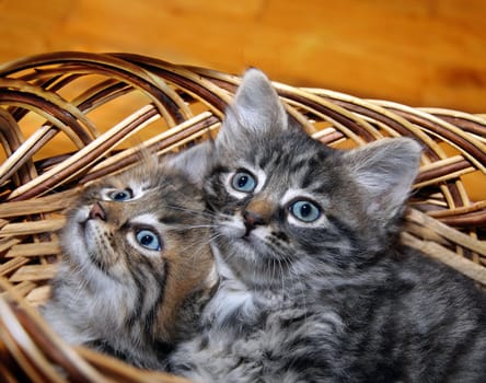 two cute small kitten in punnet indoor