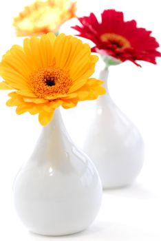 Three vases with gerbera flowers isolated on white background as interior design element