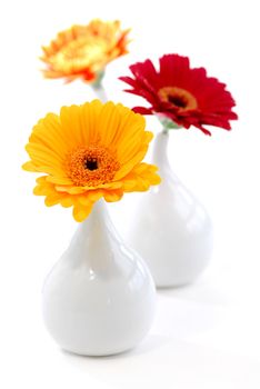 Three vases with gerbera flowers isolated on white background as interior design element