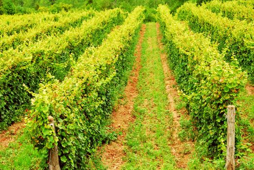 Rows of green vines growing in a field