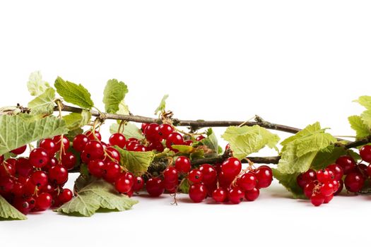 redcurrant with leafes on white background