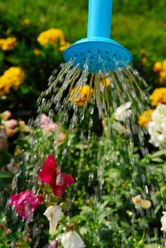 Water pouring from blue watering can onto blooming flower bed