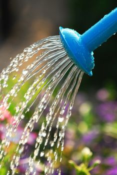 Water pouring from blue watering can onto blooming flower bed
