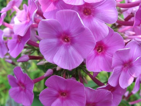 The big violet flowers growing in a kitchen garden