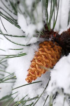 Branch of a winter pine tree with a cone