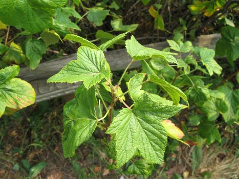 Green sheet of a currant, under a sunlight