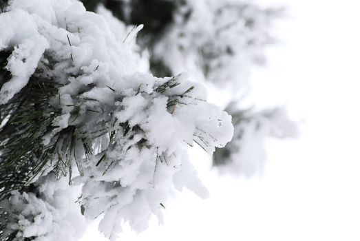 Branches of winter pine covered with snow