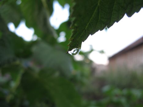 Water drop on green sheet after a rain.