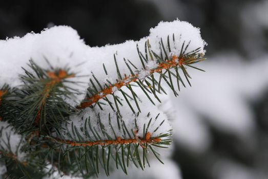 Macro of a fir branch covered with snow