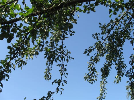 The branches of a pear spread in the pure dark blue sky