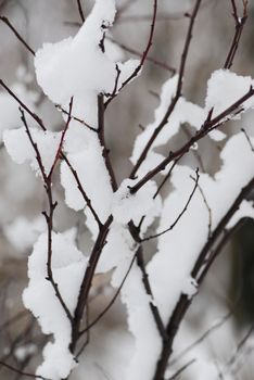 Snow covered tree branches in winter park