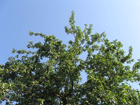 Apple-tree with considerable quantities of apples on branches.