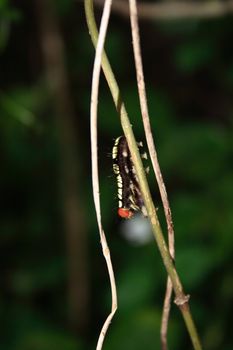 A monarch caterpillar in the natural park.